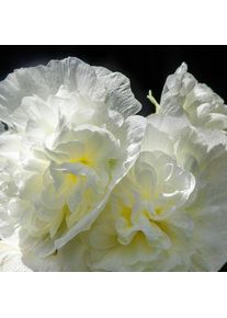 Pepinières Naudet - 2 Roses Trémière 'Double Blanc' (Alcea Rosea Chater's) - Vendu par 2 - Lot de 2 godets