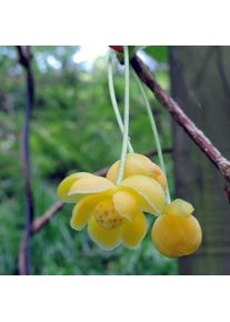 Magnolia grimpant henryi/Godet - Jaune