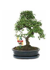 Exotenherz - Orme chinois bonsaï - Ulmus parviflora - env. 10 ans