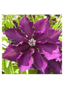 Clématite Amethyst Beauty™ 'Evipo043'/Pot de 2L - Violette