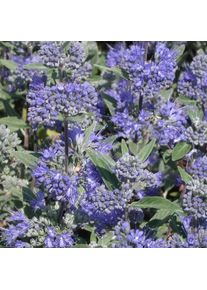 Caryopteris x clandonensis Heavenly blue/Godet - Bleue