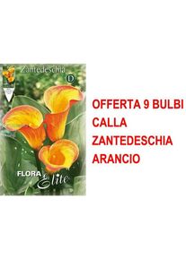 Offre 9 bulbes oranges calla zantedeschia