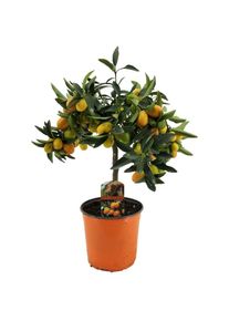 Citrus Kumquat - Citronnier rustique - Pot 19cm - Hauteur 50-60cm - Blanc