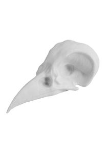 maskworld 3D-Druck Krähenschädel zum Selbstbemalen (7cm)