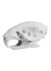 maskworld 3D-Druck Rattenschädel zum Selbstbemalen (7cm)