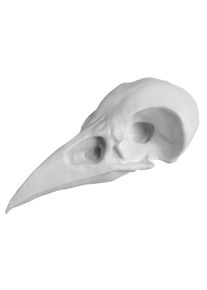 maskworld 3D-Druck Rabenschädel zum Selbstbemalen (10cm)