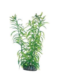 Dohse Heteranthera 25 cm