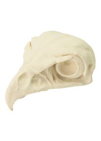 maskworld 3D-Druck Falkenschädel zum selbst bemalen (11cm)