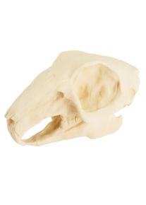 maskworld 3D-Druck Hasenschädel zum selbst bemalen (10cm)