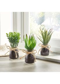 Succulentes artificielles en pot de verre (Ens. 3 pces.) - vert - taille 17 cm - bonprix