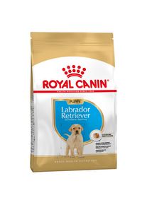 3kg Labrador Retriever Puppy/Chiot Royal Canin - Croquettes pour Chiot