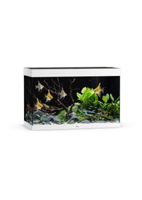 JUWEL Rio 290 LED Aquarium Weiß