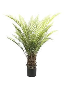 Felce arborea Dicksonia - kaiserkraft