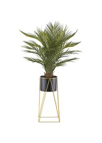 Palma di areca - kaiserkraft
