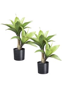 Agave - kaiserkraft