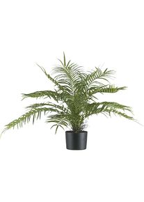 Palma Areca - kaiserkraft