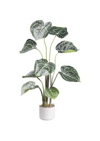 Anthurium clarinervium - kaiserkraft