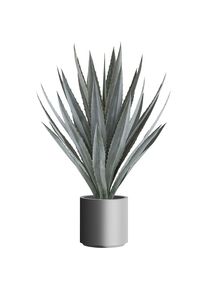 Agave tequilana - kaiserkraft