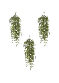 Asparagus setaceus pendente - kaiserkraft