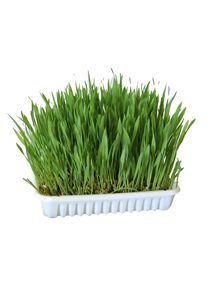 Kerbl 100g Gnagargr&auml;s