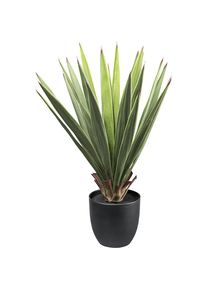 Dracaena - kaiserkraft