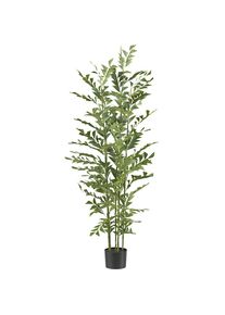 Palma artificiale Caryota mitis - kaiserkraft