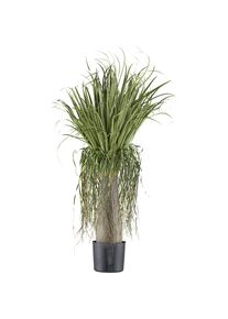 Pianta artificiale Beaucarnea - kaiserkraft