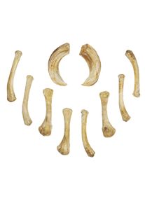 Set of Resin Bones - Soothsayer (10 Pieces)
