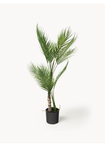 LaForma La Forma Planta artificial em vaso Palme Verde Material sintético C 84 cm
