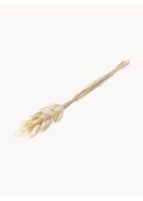 COOEE Design Flores secas Lagurus Bege Fibra natural L 11 x Alt 64 cm