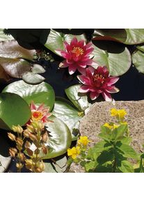 FIAP, Brunnen + Gartenteich, 2653