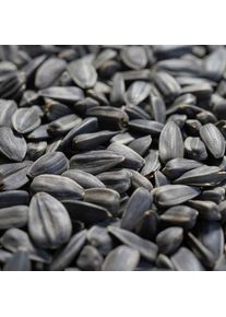 Semi di girasole 25 kg, semi di girasole neri, mangime per uccelli