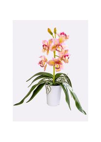 Gasper, Kunstorchidee, gr&uuml;n-ros&eacute;, Kunststoff, B/H/L: 60 cm x 56 cm, gr&uuml;n-ros&eacute;