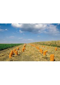 ZILL Raschels&auml;cke 100 stuks - Tuinzakken voor Afval, Aardappelen & Meer