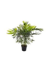 Pianta Palma Nana Chamerox 53 Cm