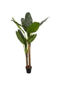 NATURN LIVING Pianta da appartamento Musa - ø 45 x 160 cm - Pianta di banana in plastica - Pianta finta - Pianta allergica - Verde