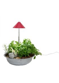 Colibri, Pflanzenlampe, Sunlite (LED, 230 V)