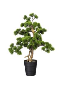 Bonsai den, in een kunststof pot, 135 x 150 mm, hoogte 600 mm