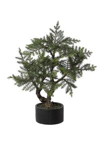 Bonsai-kamerspar, keramische pot, hoogte 73 cm