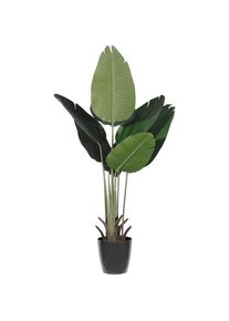 Bananenboom, bak-Ø 150 mm, hoogte 1150 mm
