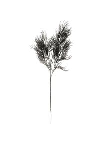 Present Time, Kunstpflanzen, Asparagus Fern Stem (86.40 cm)