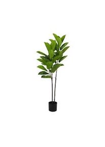 Pianta Ficus Elastica 140 Cm