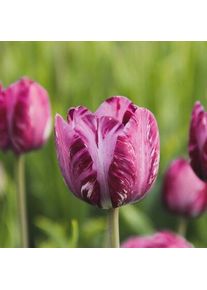 Nijssen Tuin & Bulbs Blumenzwiebeln Rembrandt-Tulpe 'Columbine'