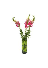 Vase vinflaske