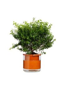 Wet Pot Systems planter
