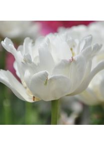 Nijssen Tuin & Bulbs Blumenzwiebeln P&auml;onienbl&uuml;tige Tulpe 'Mount Tacoma'