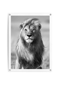 Reinders! Poster Leeuw Outdoor voor tuin of balkon deurposters zwart