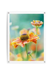 Reinders! Poster Bloem Outdoor voor tuin of balkon bloemen oranje