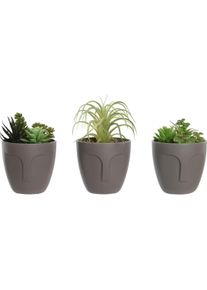DKD Home Decor, Kunstpflanzen, Dekorationspflanze Grau Beige Polyäthylen grün Polypropylen (11 x 11 x 15 cm) (3 Stück) (15 cm)