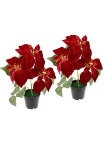 I.GE.A. Kunstplant Fluweel-kerstster in een pot, set van 2 kunstplanten rood